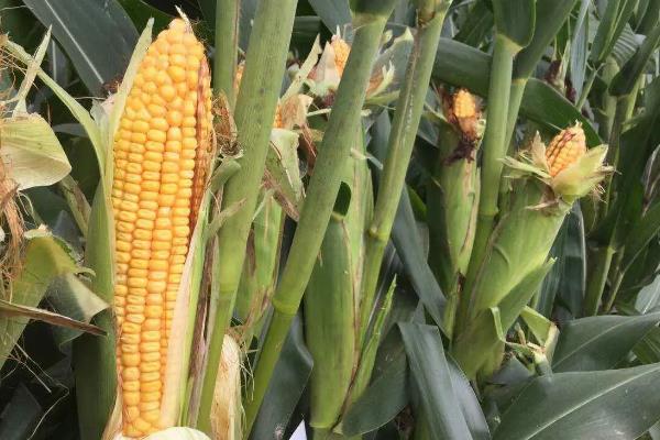 天农69玉米种子特点，春播出苗至成熟129天