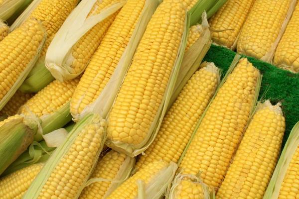 天农29玉米品种简介，中抗茎腐病