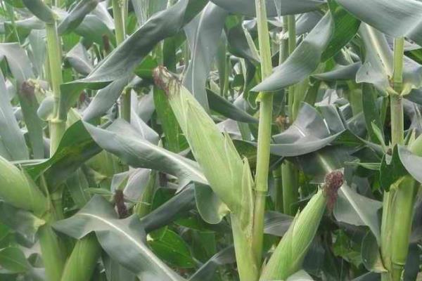 天农29玉米品种简介，中抗茎腐病