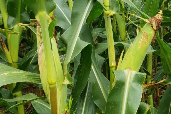 嘉隆2000玉米种子特征特性，中抗灰斑病