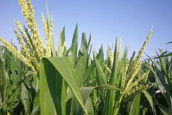 辽科605玉米品种的特性，中等肥力以上地块栽培