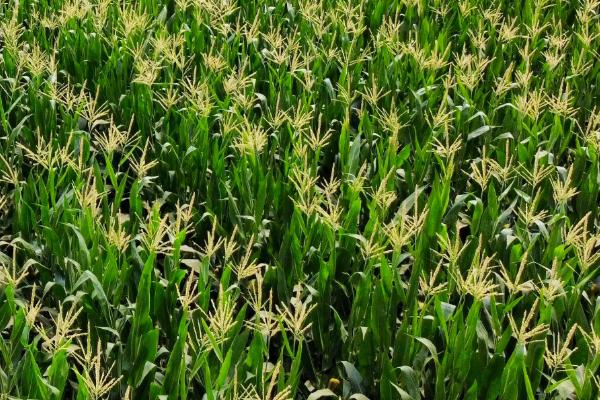 辽科605玉米品种的特性，中等肥力以上地块栽培