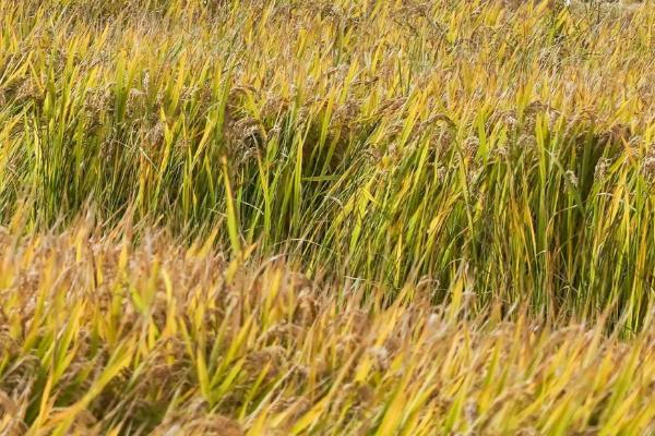 华元3优953水稻种子介绍，该品种基部叶叶鞘绿色
