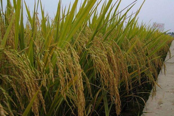 华元3优953水稻种子介绍，该品种基部叶叶鞘绿色