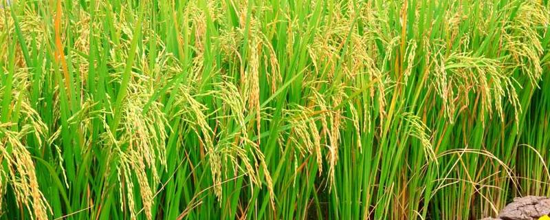 蜀优6611水稻种子简介，该品种基部叶叶鞘绿色