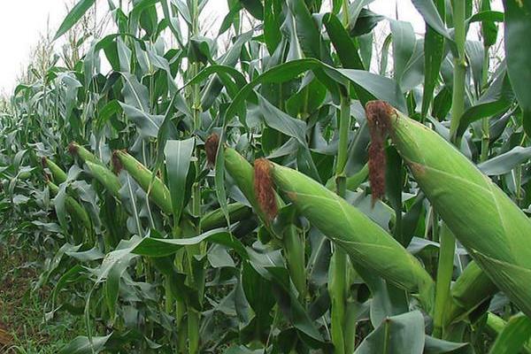 鲁甜196玉米种子简介，适宜密度为每亩3700株左右