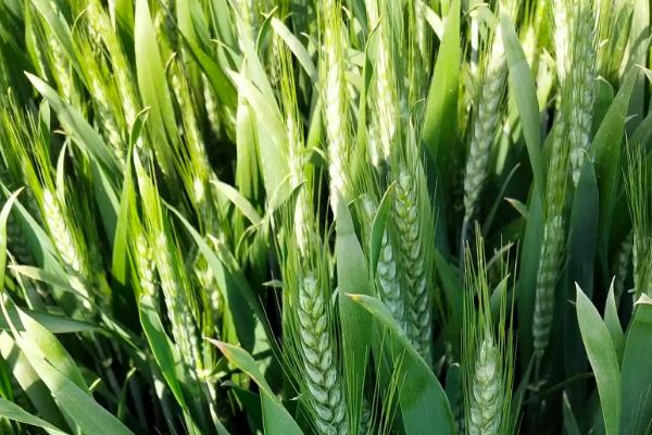 川育32小麦品种简介，中抗白粉病