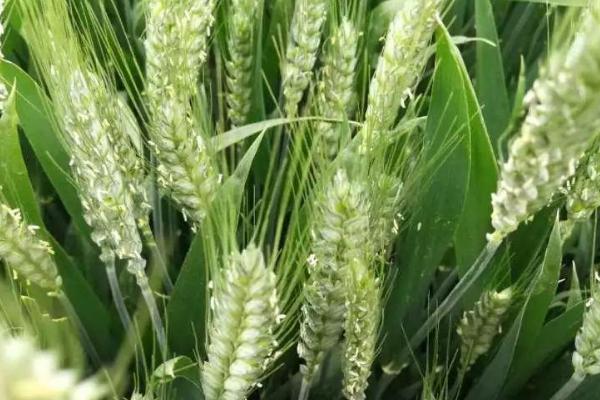 川育32小麦品种简介，中抗白粉病