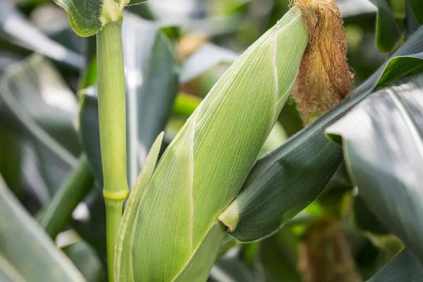 贵卓玉8号（区试名称：ZH2031）玉米种子特征特性，注意防治病虫害