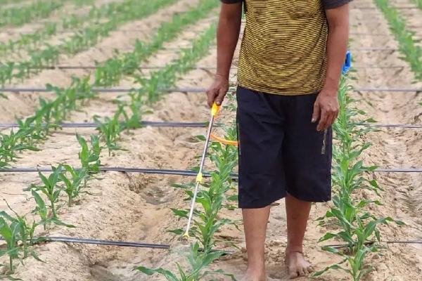 惠农单8号（区试名称：七星试2021）玉米种子简介，结合每亩施尿素30千克