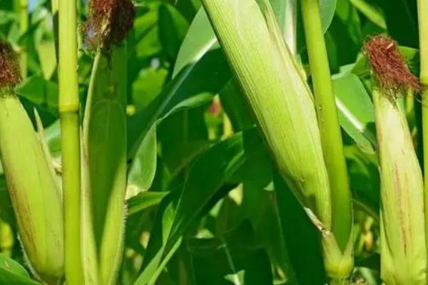 惠农单8号（区试名称：七星试2021）玉米种子简介，结合每亩施尿素30千克