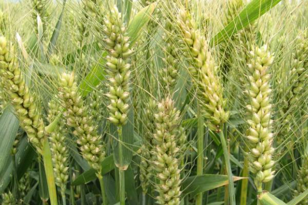 稷麦336小麦品种产量图片