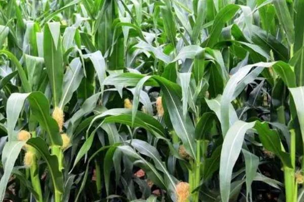 鑫638玉米品种简介，每亩用10-20kg尿素