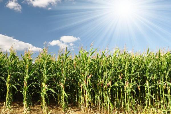 均隆786玉米种子特点，建议在中等肥力以上的地块种植
