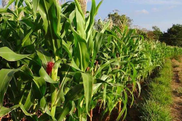 延科518玉米品种的特性，注意防治病虫害
