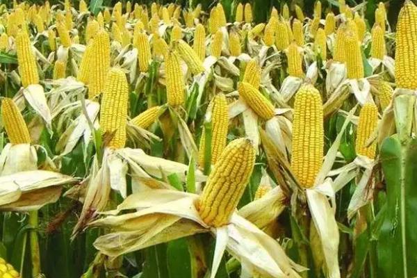 延科518玉米品种的特性，注意防治病虫害