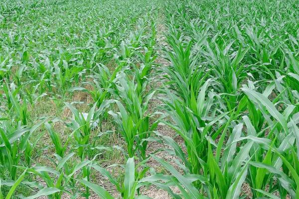 炫炳1904玉米种子特征特性，每亩种植4000株左右为宜