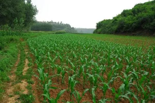 炫炳1904玉米种子特征特性，每亩种植4000株左右为宜