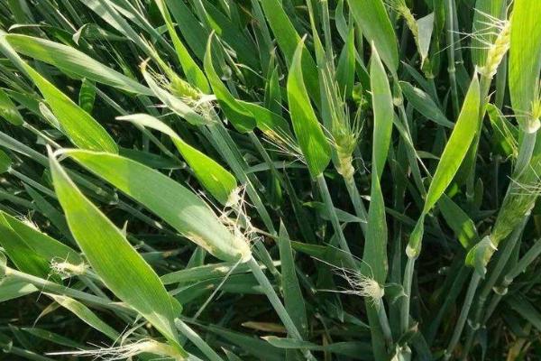 西农684小麦种子特点，注意防治病虫害