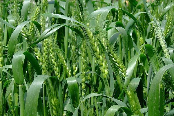 汉麦9号小麦品种简介，全生育期平均205.3天