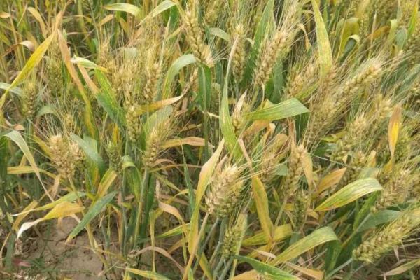 西农684小麦种子特点，注意防治病虫害