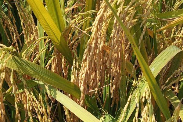 武香糯109水稻种子简介，大田用种量每亩3~4公斤