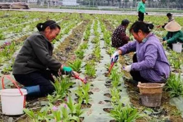 药材种植肥料使用方法，注意三不宜