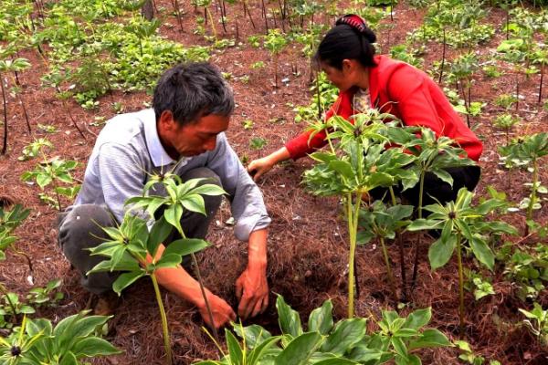 药材种植肥料使用方法，注意三不宜