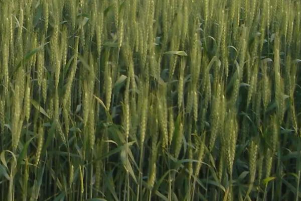 富麦2000小麦种子介绍，为中筋品种