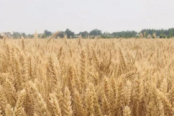 滁麦128小麦品种简介，为中筋品种