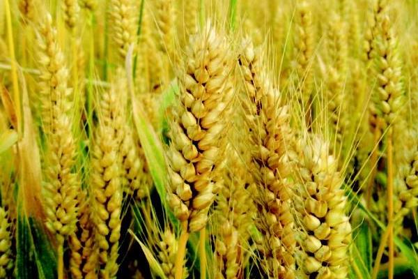 丰星麦4号小麦品种简介，全生育期214.9天