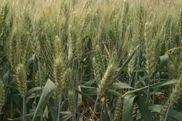 亳麦171小麦种子特征特性，属半冬性品种