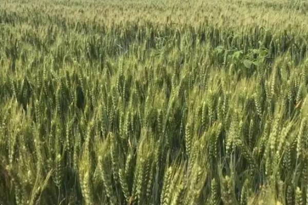 皖农398小麦种子介绍，属半冬性品种