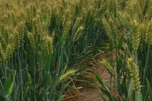 恒麦1618小麦种子特征特性，全生育期218.5天