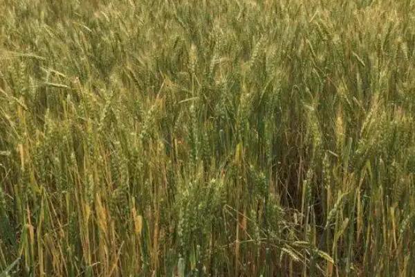 阜麦15小麦品种简介，为中筋品种