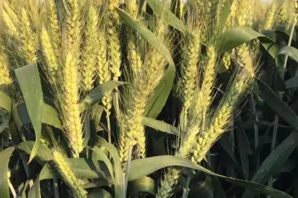 阜麦15小麦品种简介，为中筋品种