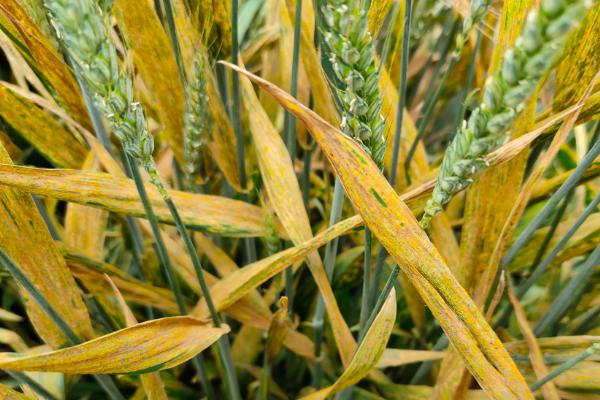 菏麦19小麦种子特点，属半冬性品种