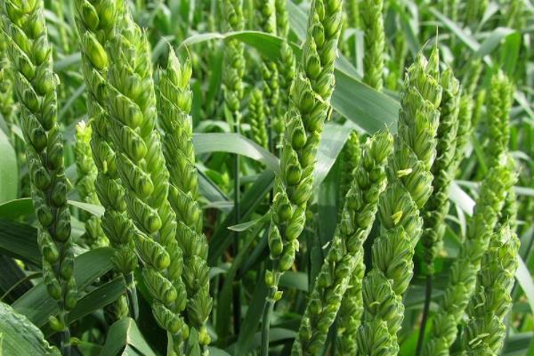 金麦106小麦种子特征特性，每亩18－20万基本苗