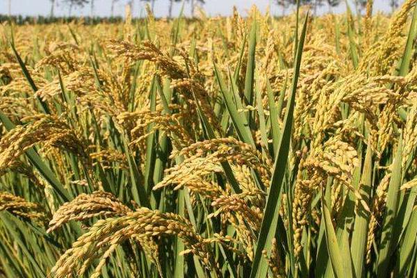 陵两优1403水稻种子介绍，高抗稻曲病（病穗率0.0%）