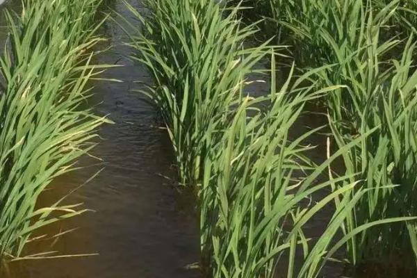 德香优4号水稻种子简介，每亩有效穗12.94万