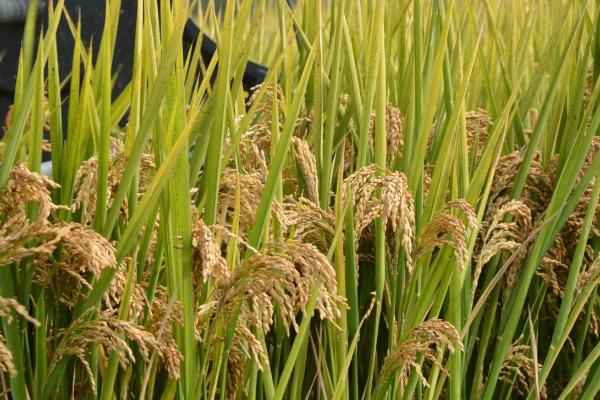 恒丰优332水稻种子特征特性，注意及时防治病虫害