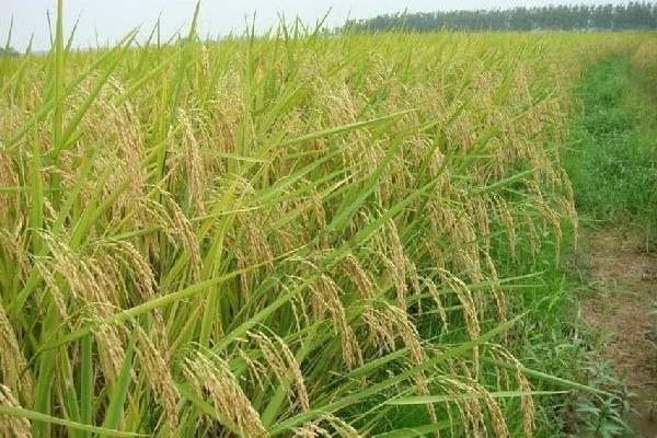 恒丰优332水稻种子特征特性，注意及时防治病虫害