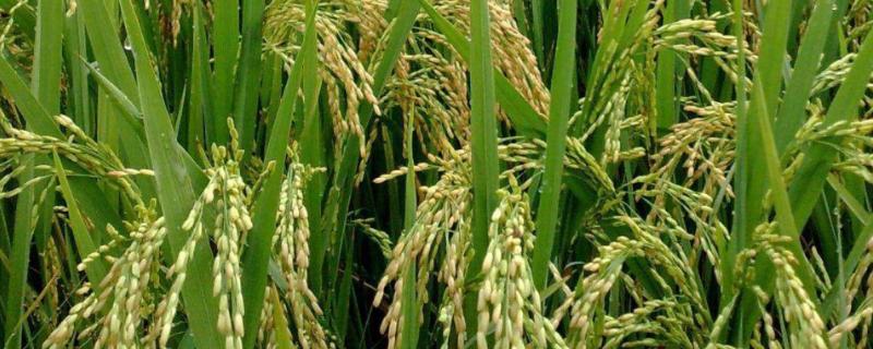 大粮312水稻种子介绍，适宜密度每亩20000穴左右