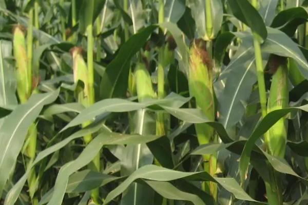 春秋339玉米品种的特性，防治玉米螟虫