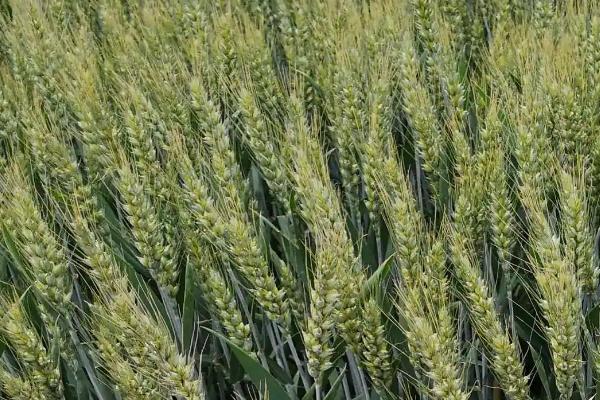 濮麦1128小麦种简介，每亩适宜基本苗16～18万