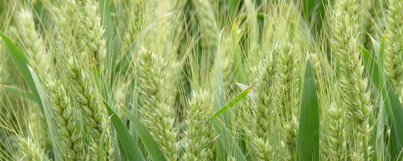 森科266小麦品种的特性，弱春性品种