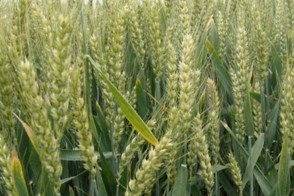 豫农902小麦种简介，适宜播种期10月中下旬