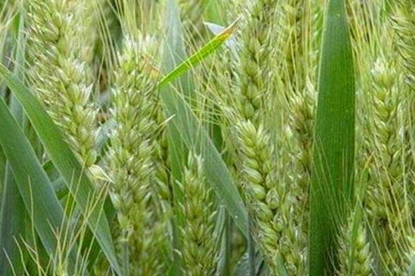 豫农902小麦种简介，适宜播种期10月中下旬