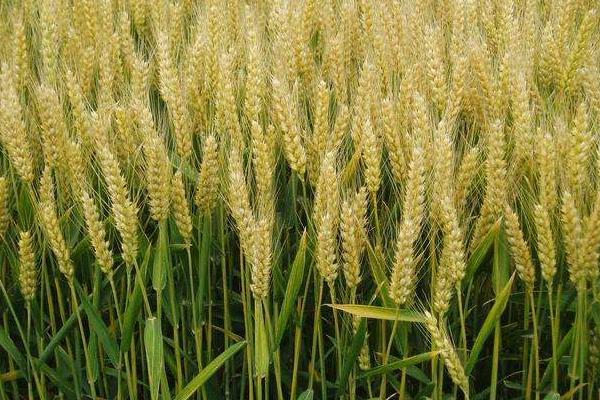 兆丰18小麦种子简介，适宜播种期10月上中旬