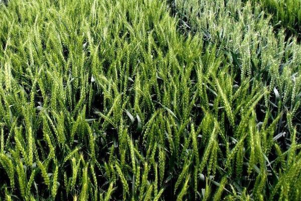 春晓186小麦种子介绍，每亩适宜基本苗16～18万